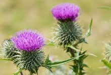 The Significance of Thistle, Scotland’s National Flower