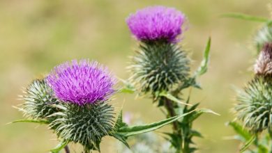 The Significance of Thistle, Scotland’s National Flower