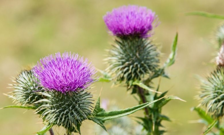 The Significance of Thistle, Scotland’s National Flower