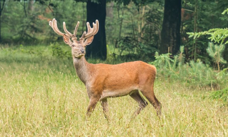 Red Deer