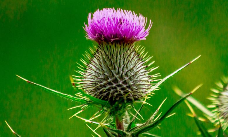 Thistle